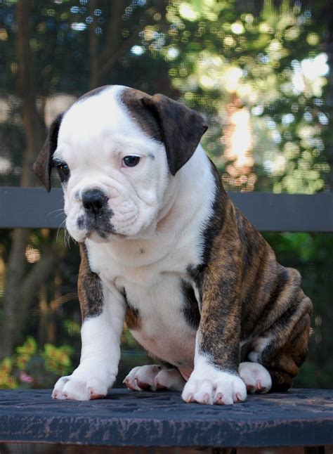 hermes olde english bulldog|hermes olde english bulldogge breeders.